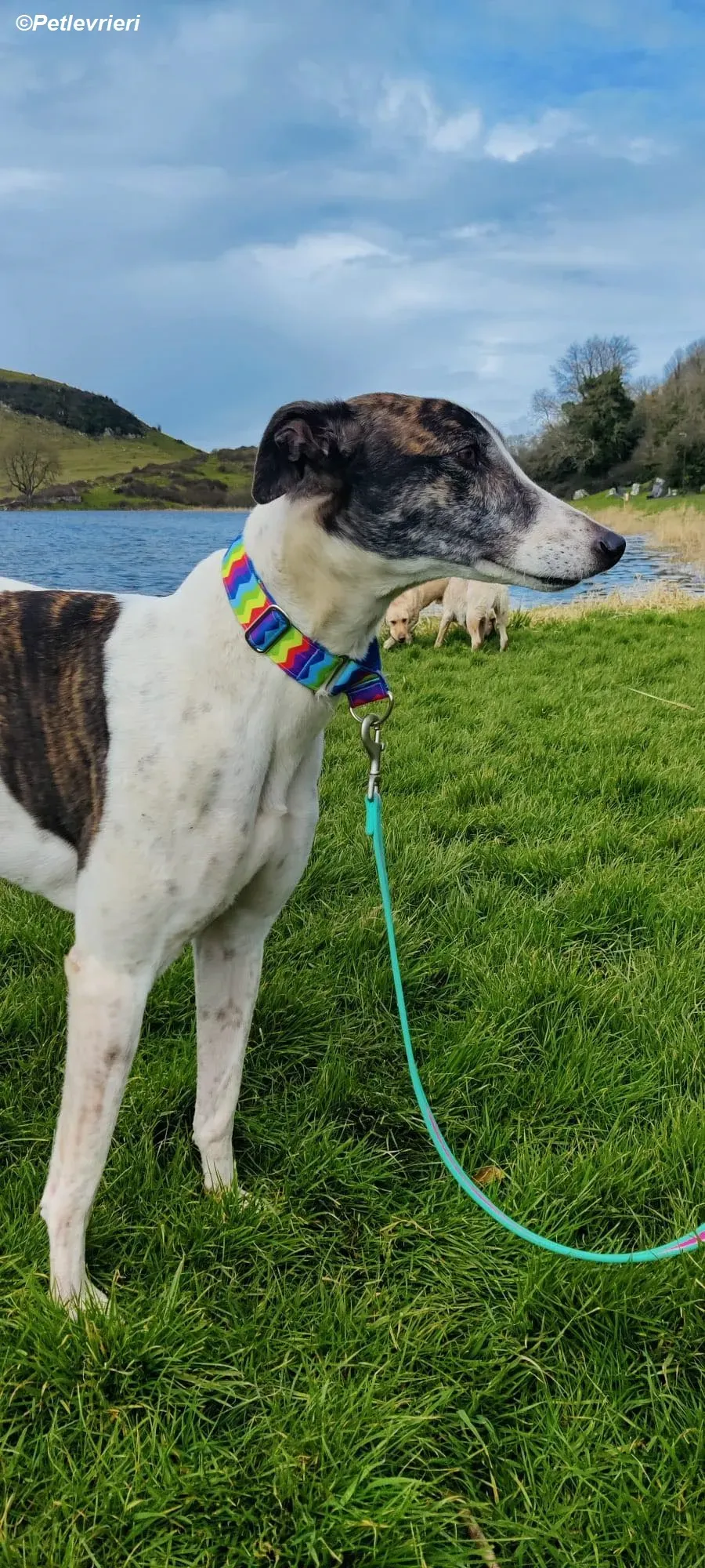 Patricia adozione levrieri greyhound 3