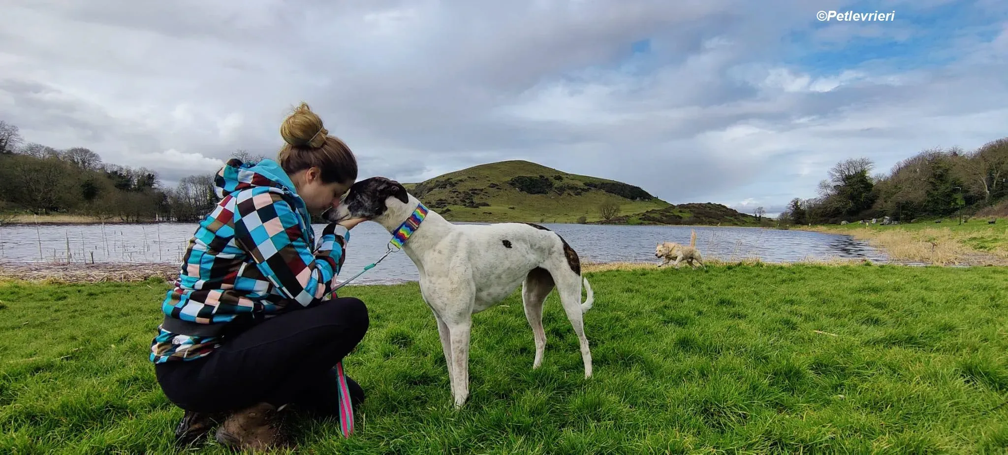 Patricia adozione levrieri greyhound 4