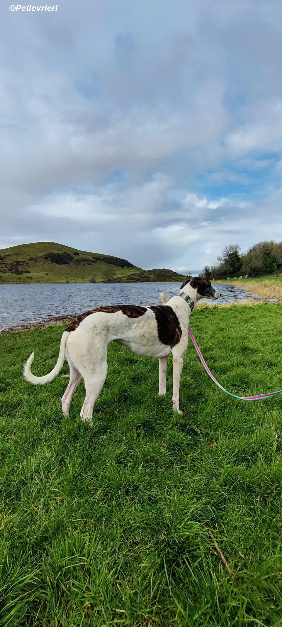 Patricia adozione levrieri greyhound 5