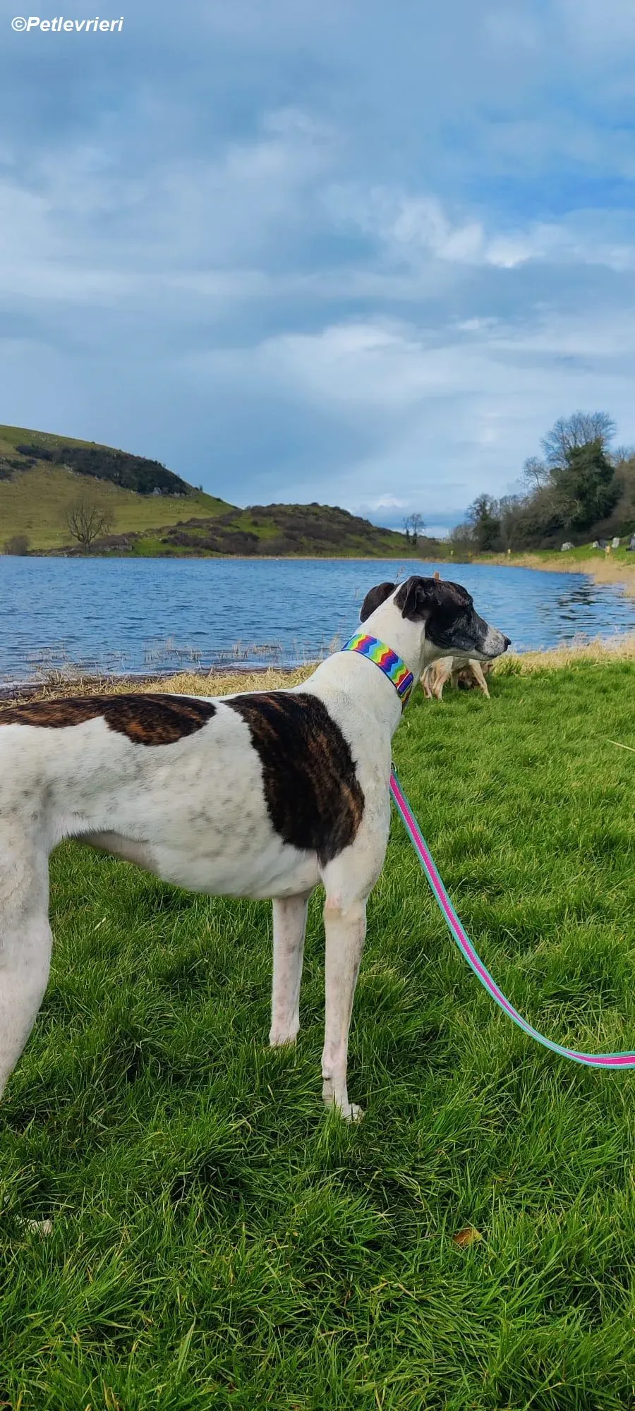 Patricia adozione levrieri greyhound 6