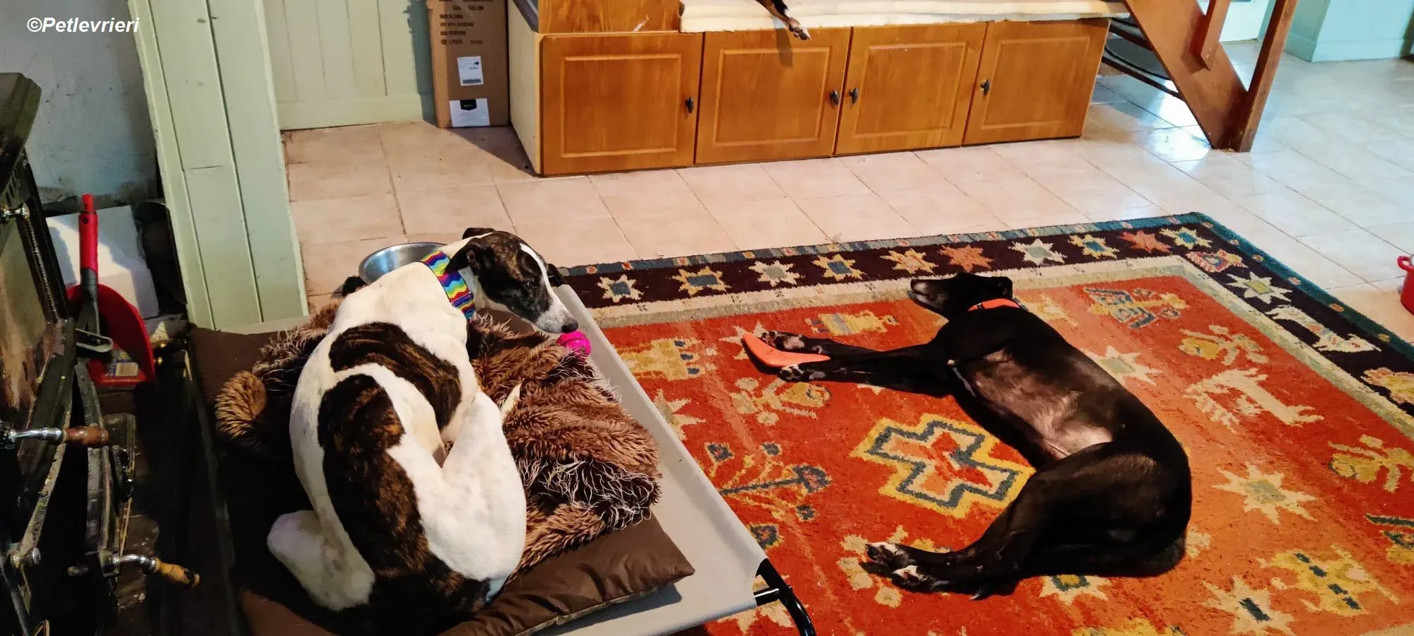 Patricia adozione levrieri greyhound 8