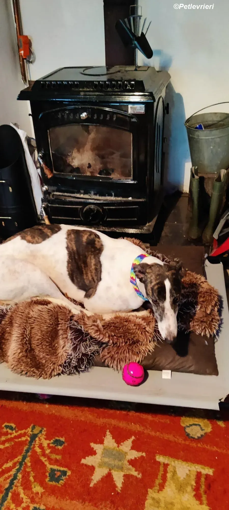 Patricia adozione levrieri greyhound 9