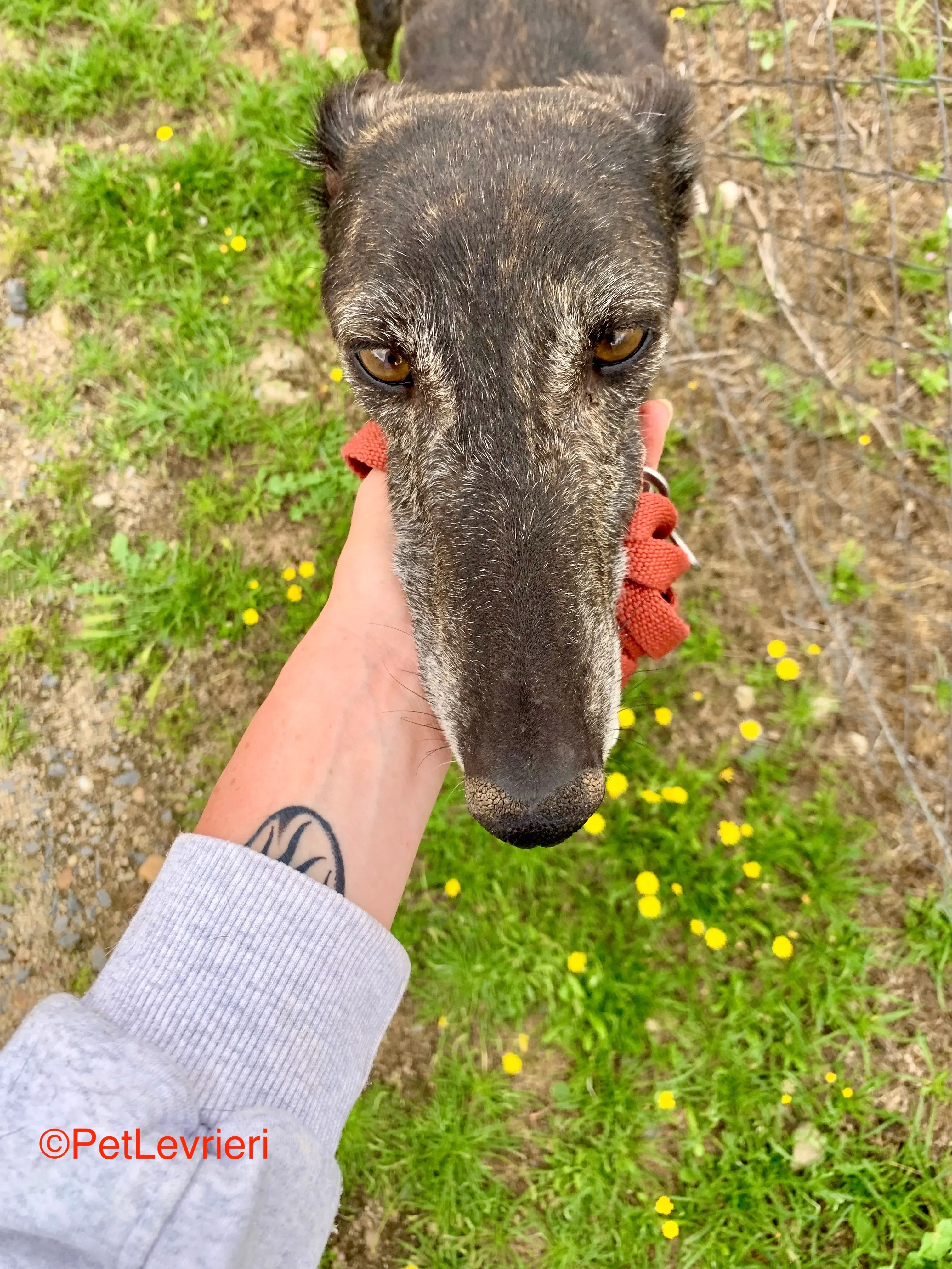 Patsy adoione galgo pet levrieri onlus 6