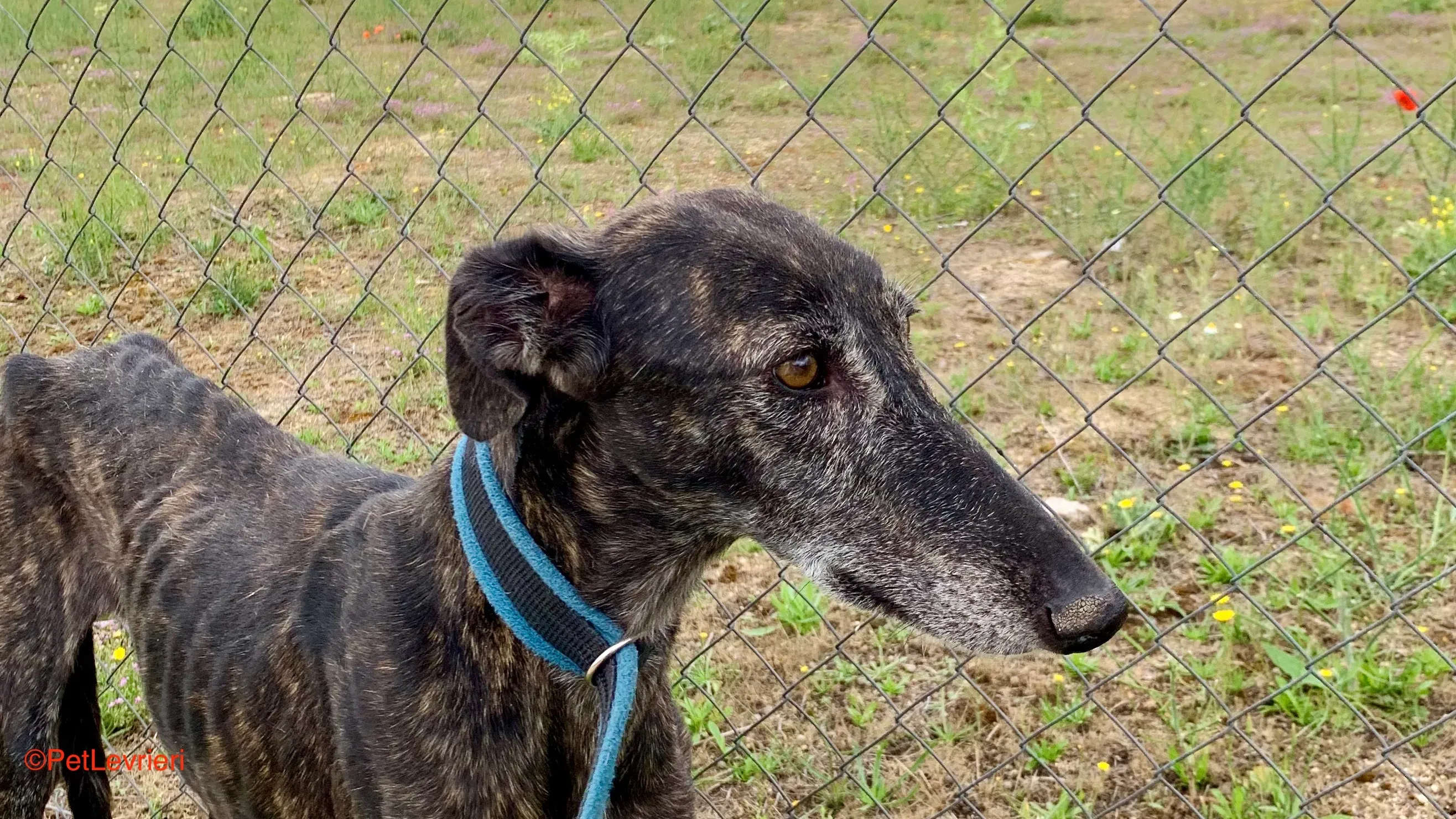 Patsy adozione galgo pet levrieri onlus 1