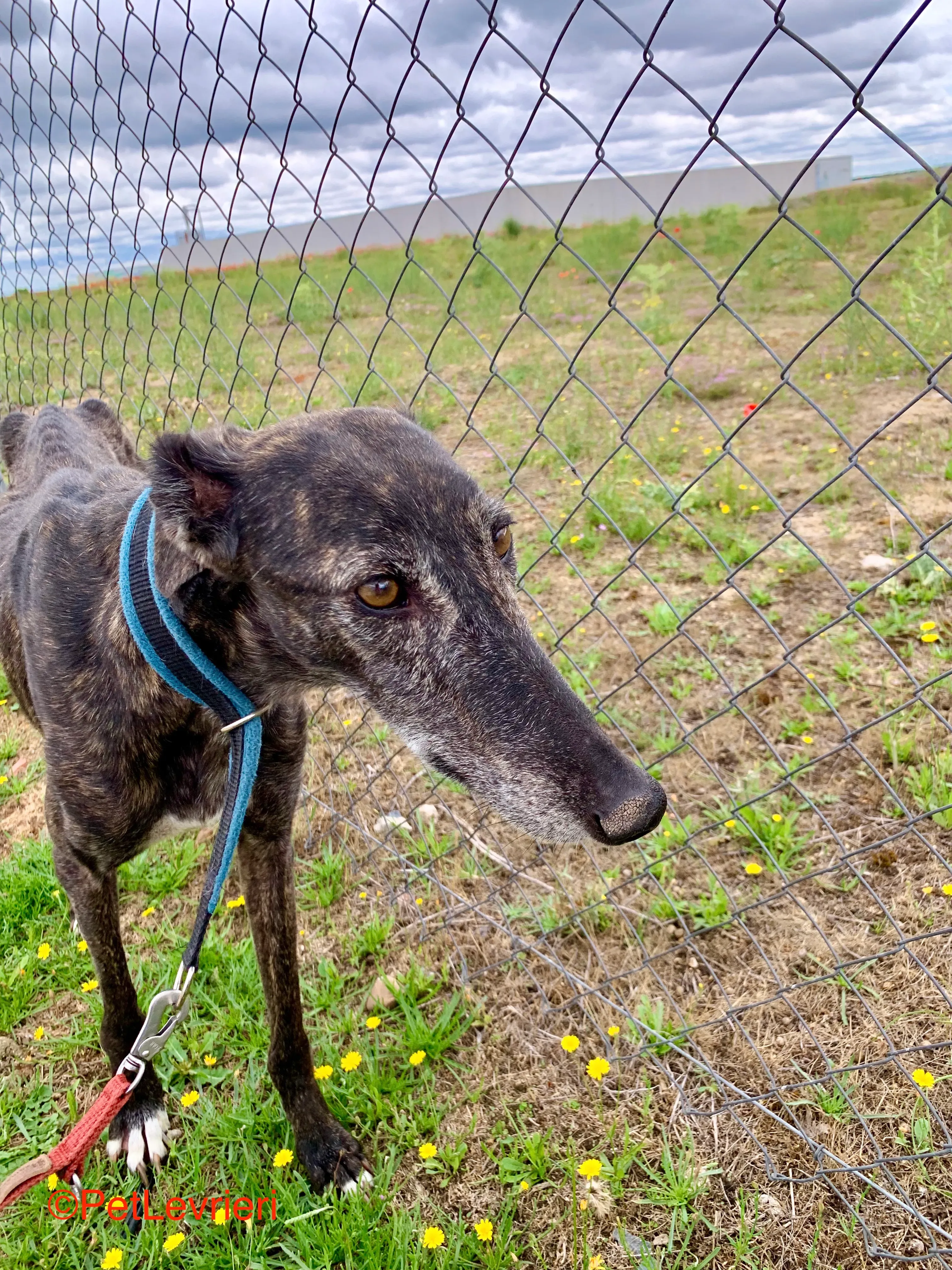 Patsy adozione galgo pet levrieri onlus 2