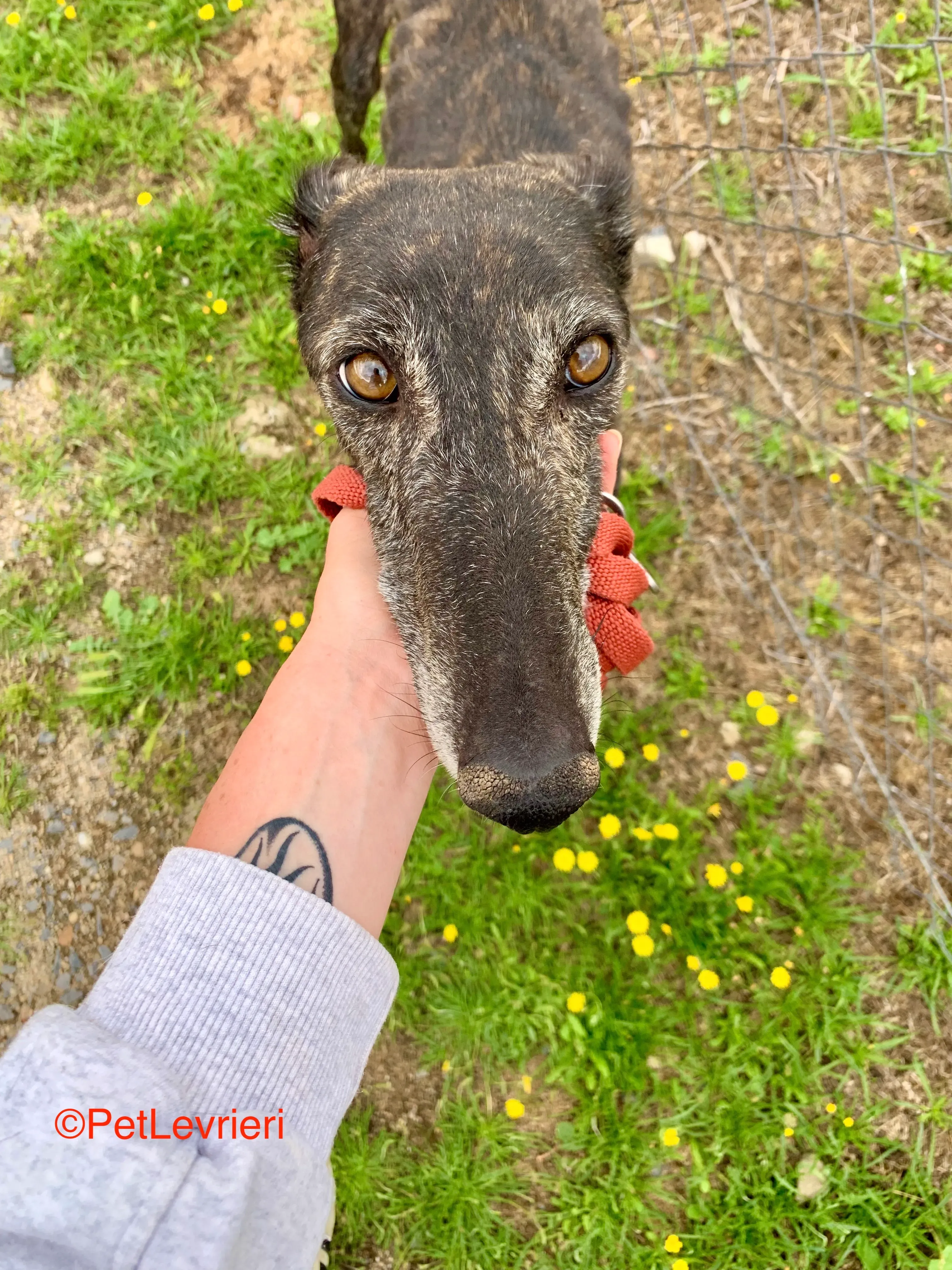 Patsy adozione galgo pet levrieri onlus 3