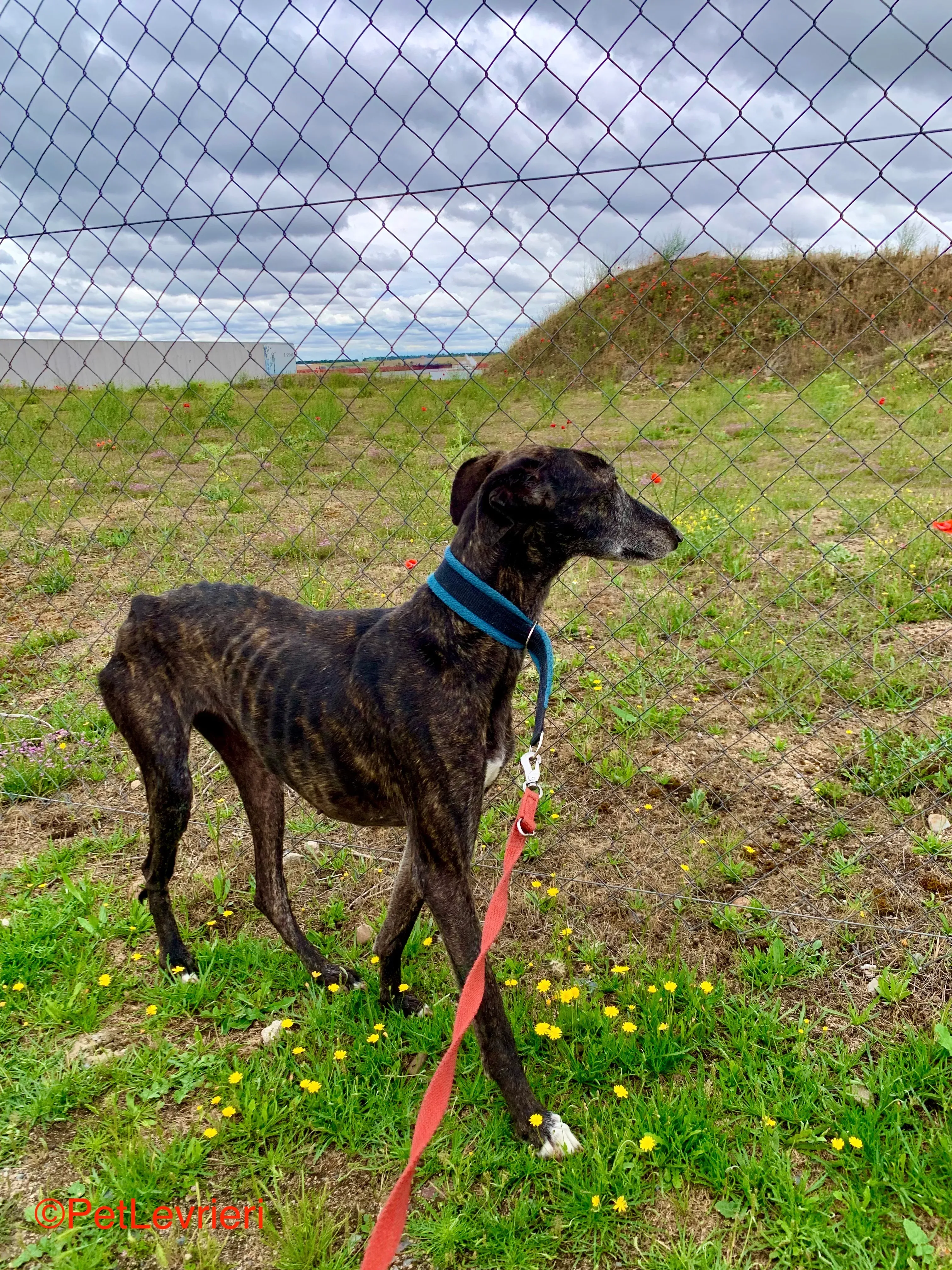 Patsy adozione galgo pet levrieri onlus 4