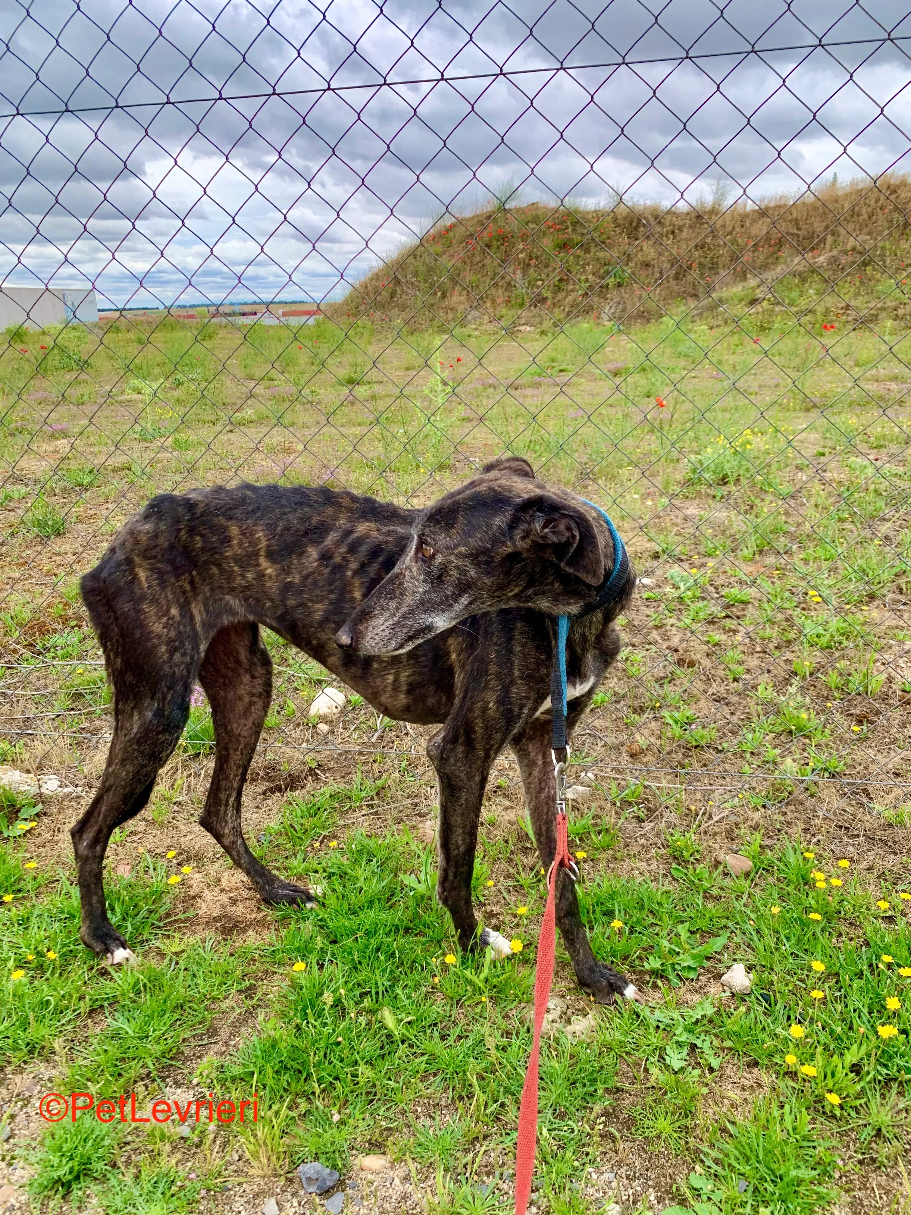 Patsy adozione galgo pet levrieri onlus 5