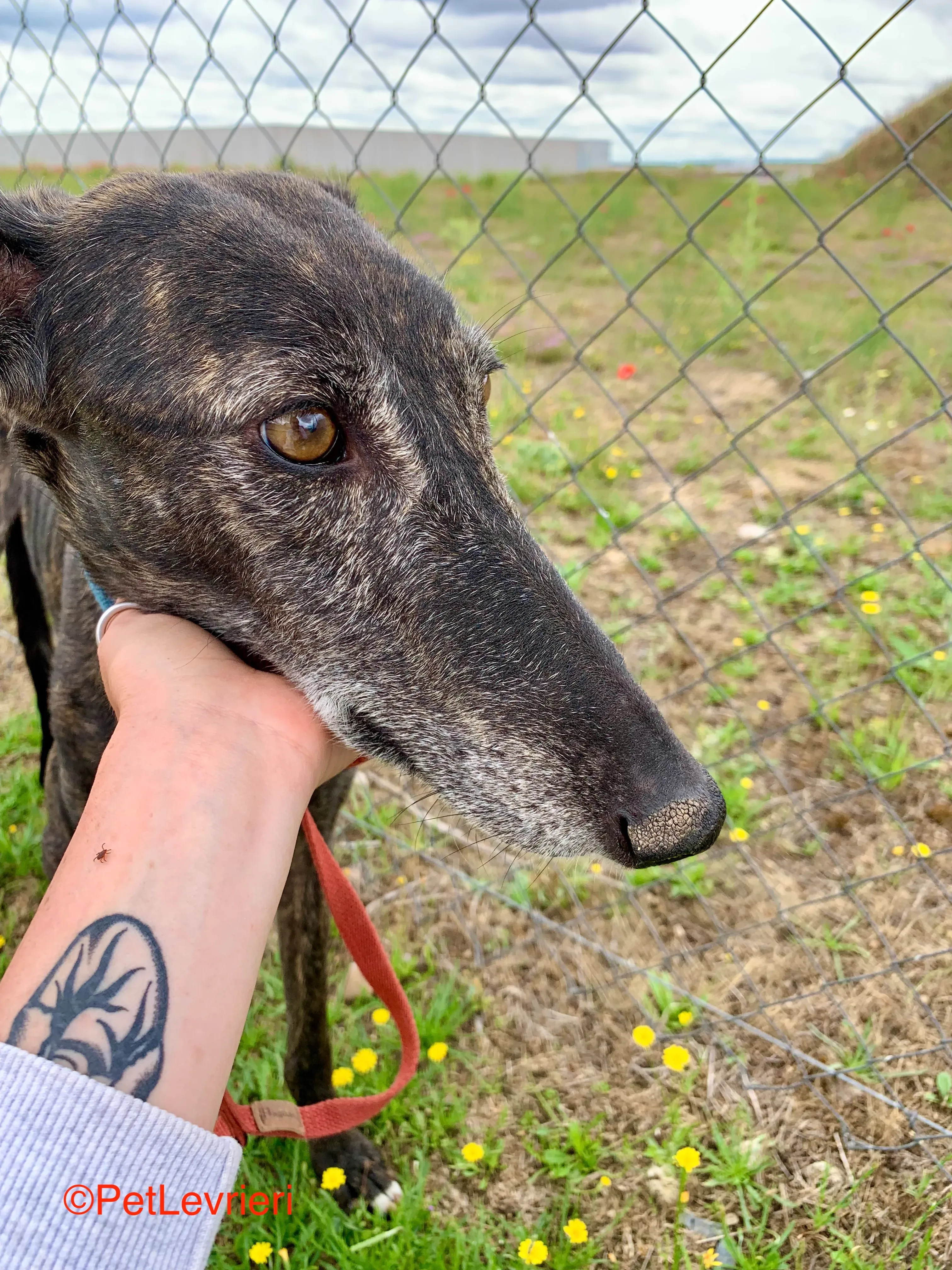 Patsy adozione galgo pet levrieri onlus 7