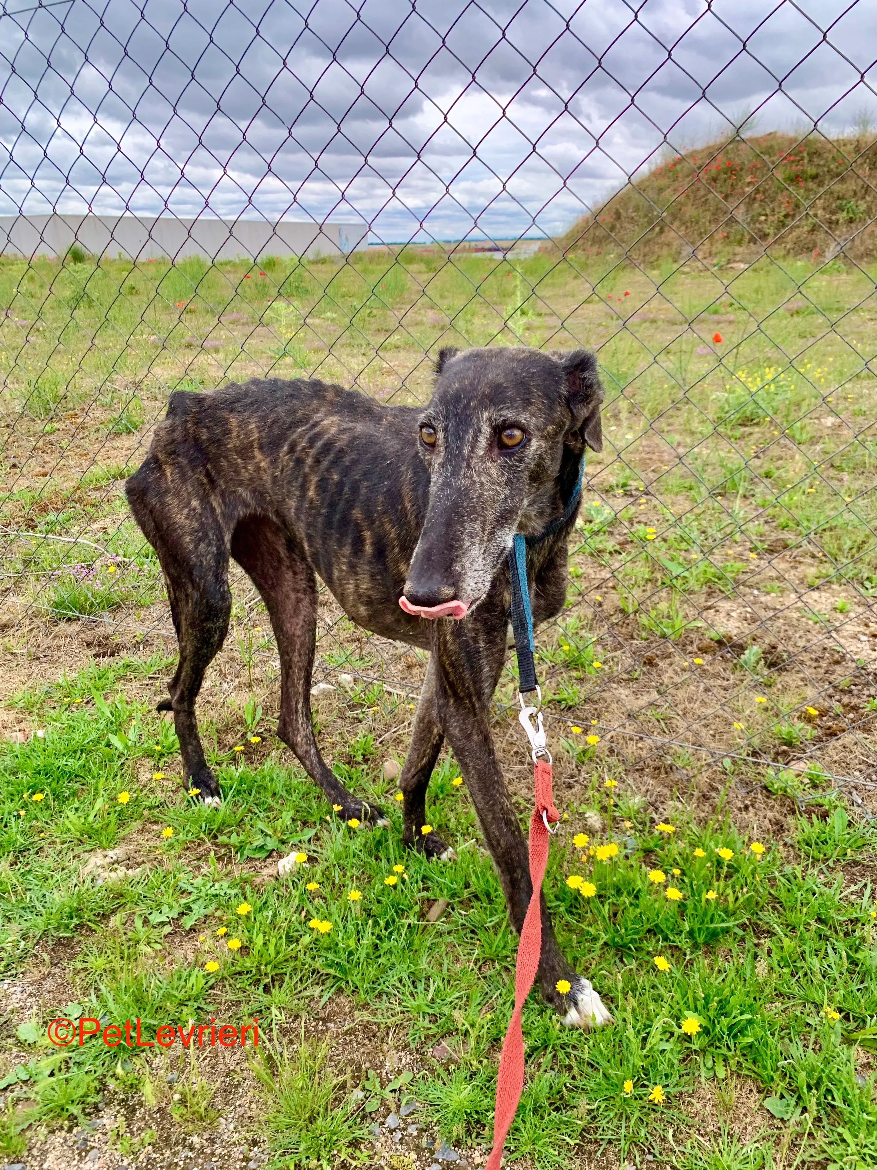 Patsy adozione galgo pet levrieri onlus 9