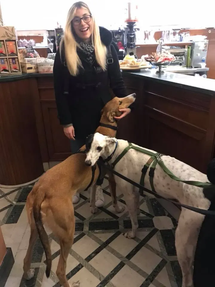 Pavel pirate greyhound adozione levrieri felici a casa a