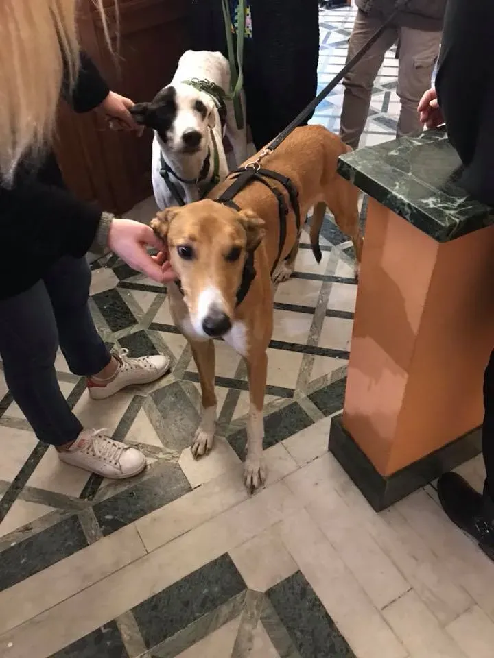 Pavel pirate greyhound adozione levrieri felici a casa b