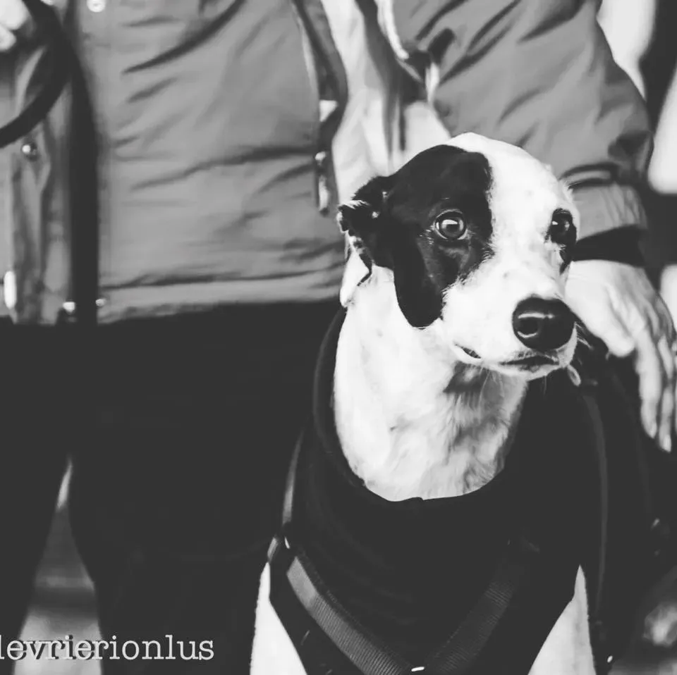 Pavel pirate greyhound adozione levrieri felici a casa c