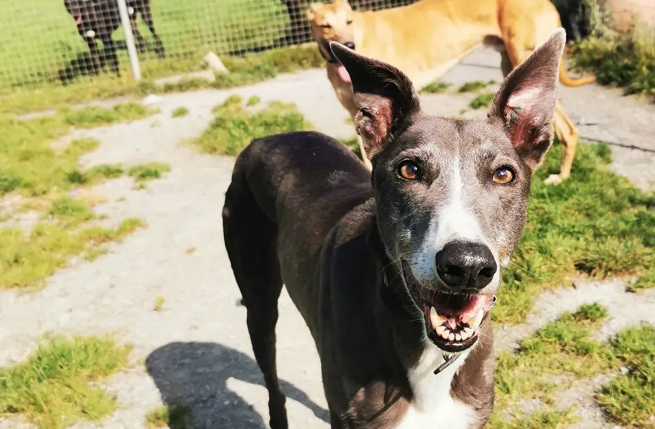 Paws adozione levrieri greyhound 1 e1600626619158