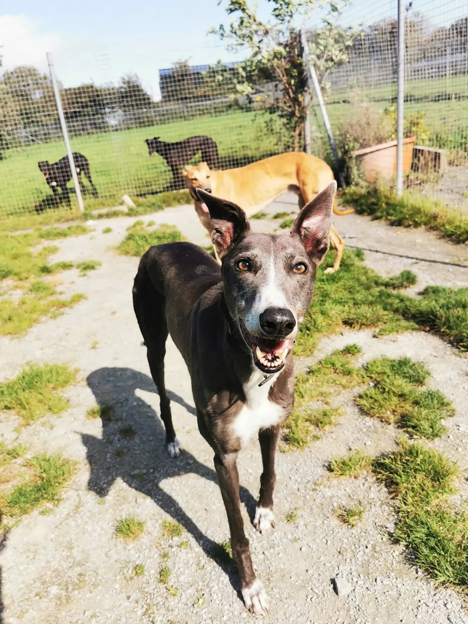 Paws adozione levrieri greyhound 1