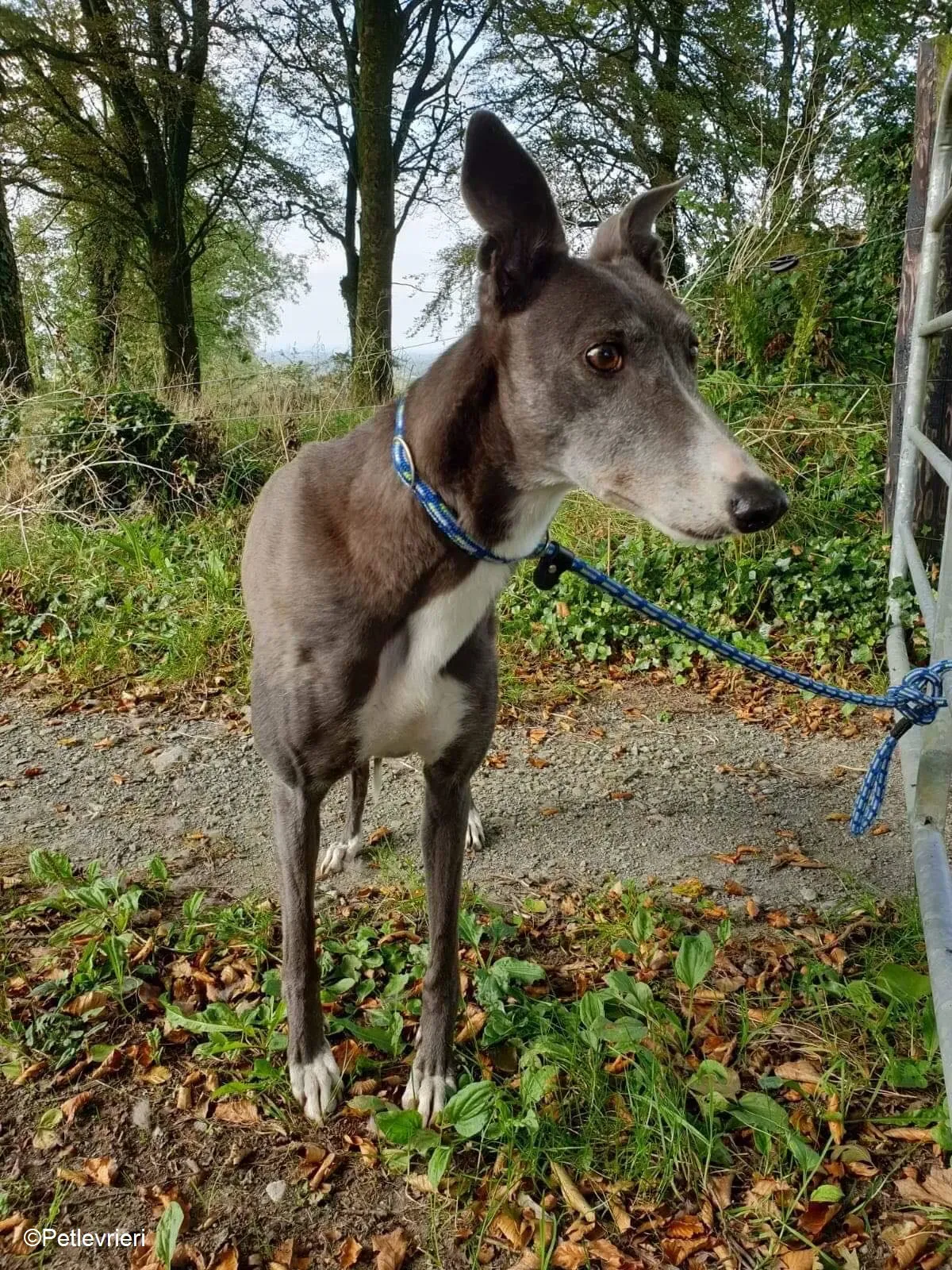 Paws adozione levrieri greyhound 10