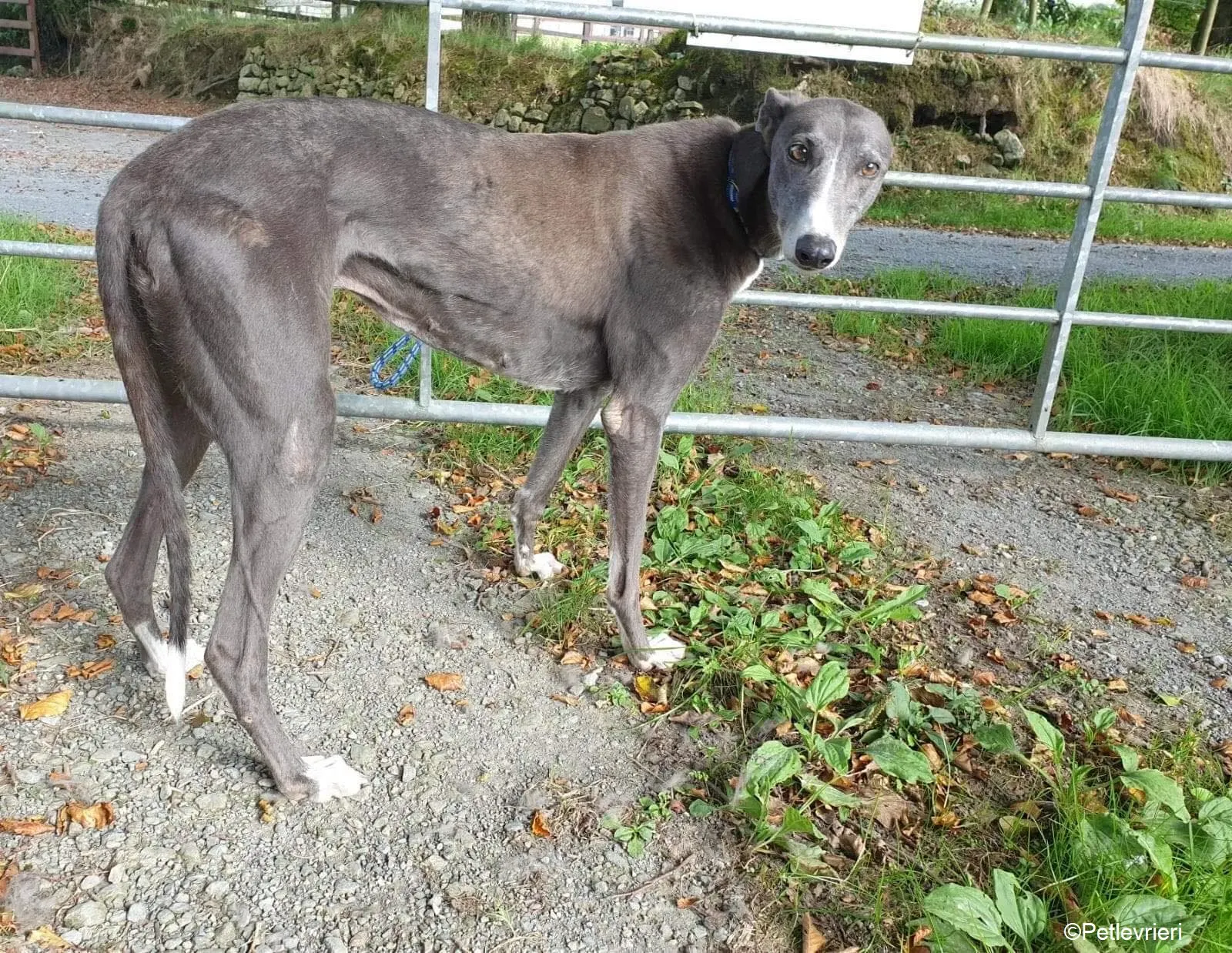 Paws adozione levrieri greyhound 11