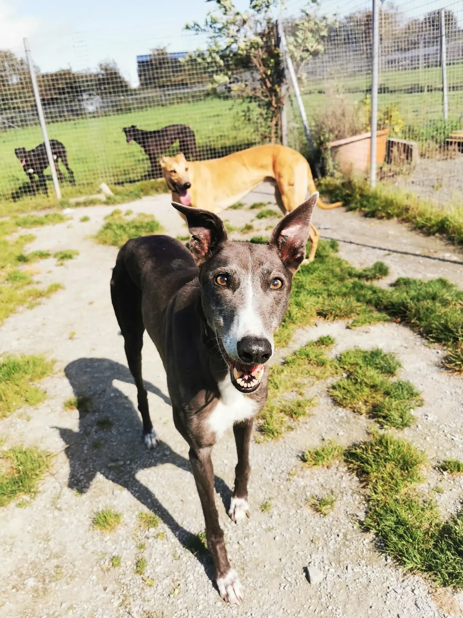 Paws adozione levrieri greyhound 2