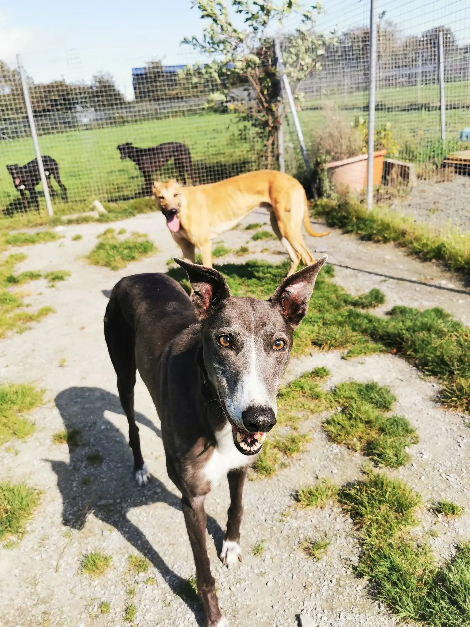 Paws adozione levrieri greyhound 3