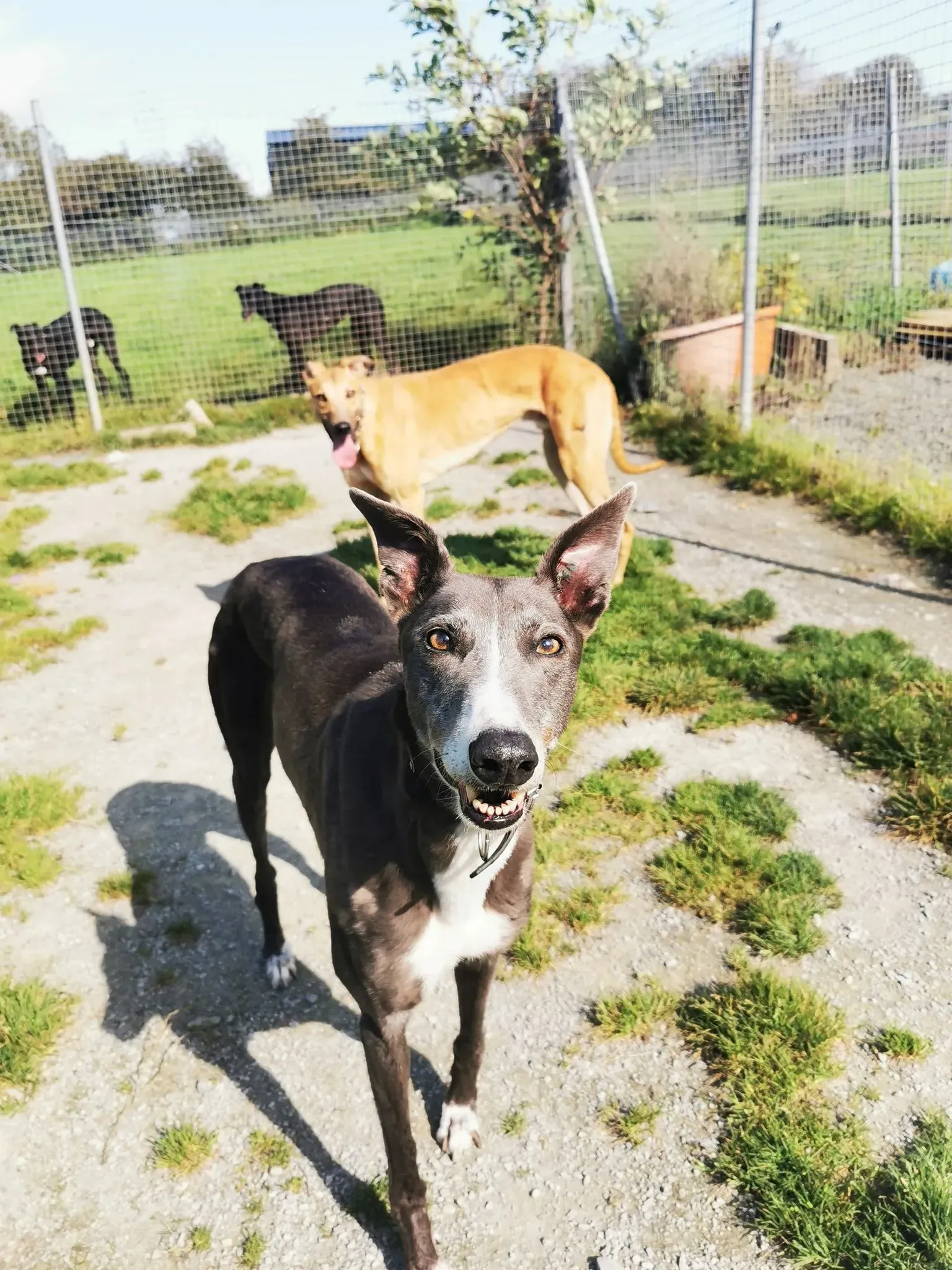 Paws adozione levrieri greyhound 4