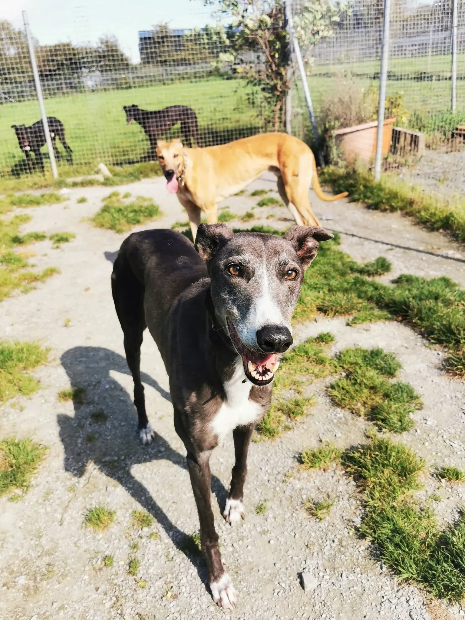 Paws adozione levrieri greyhound 5