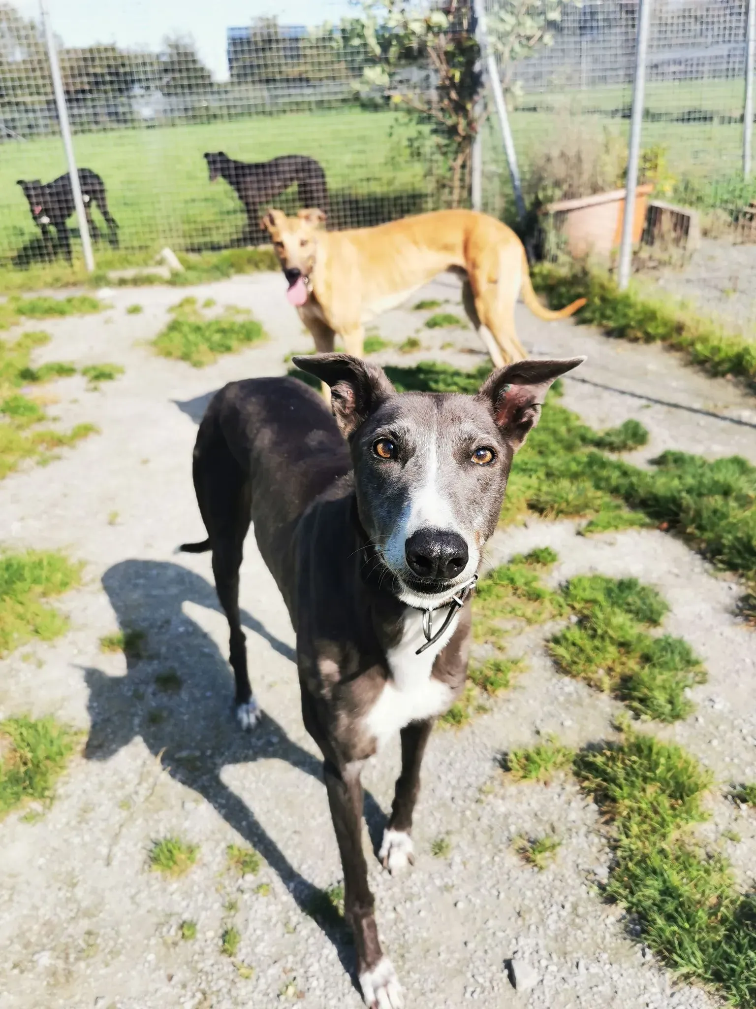 Paws adozione levrieri greyhound 6