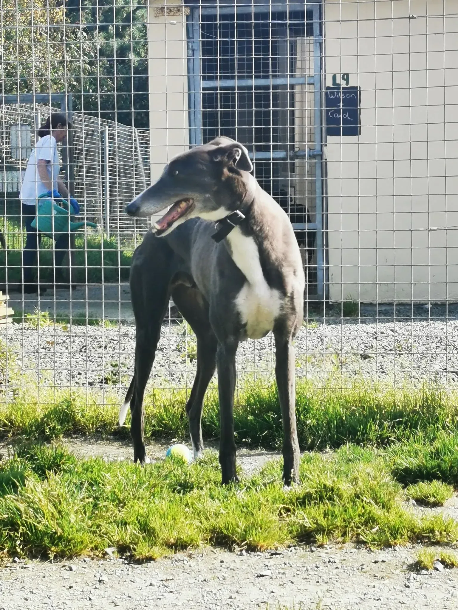 Paws adozione levrieri greyhound 7