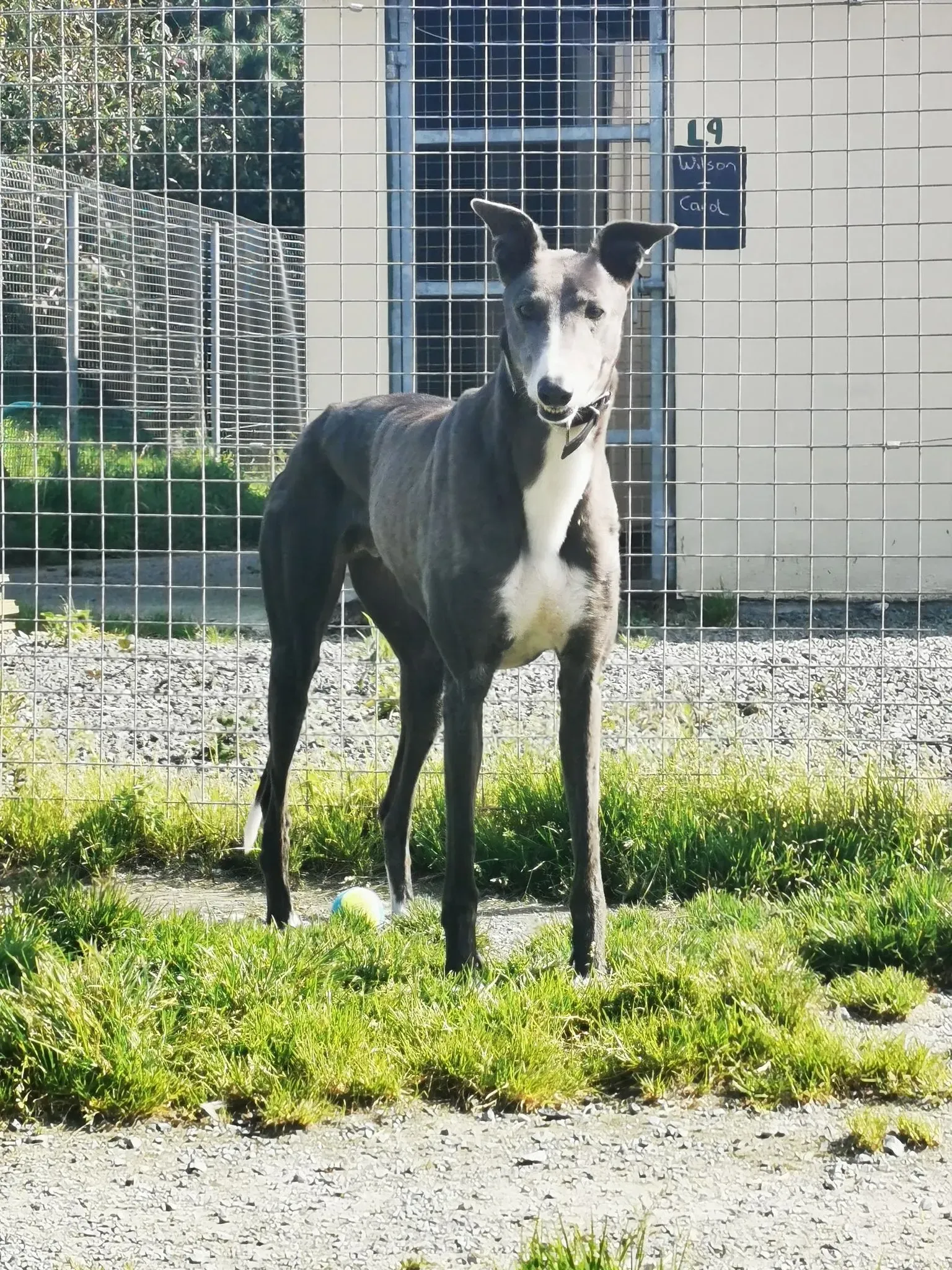 Paws adozione levrieri greyhound 8