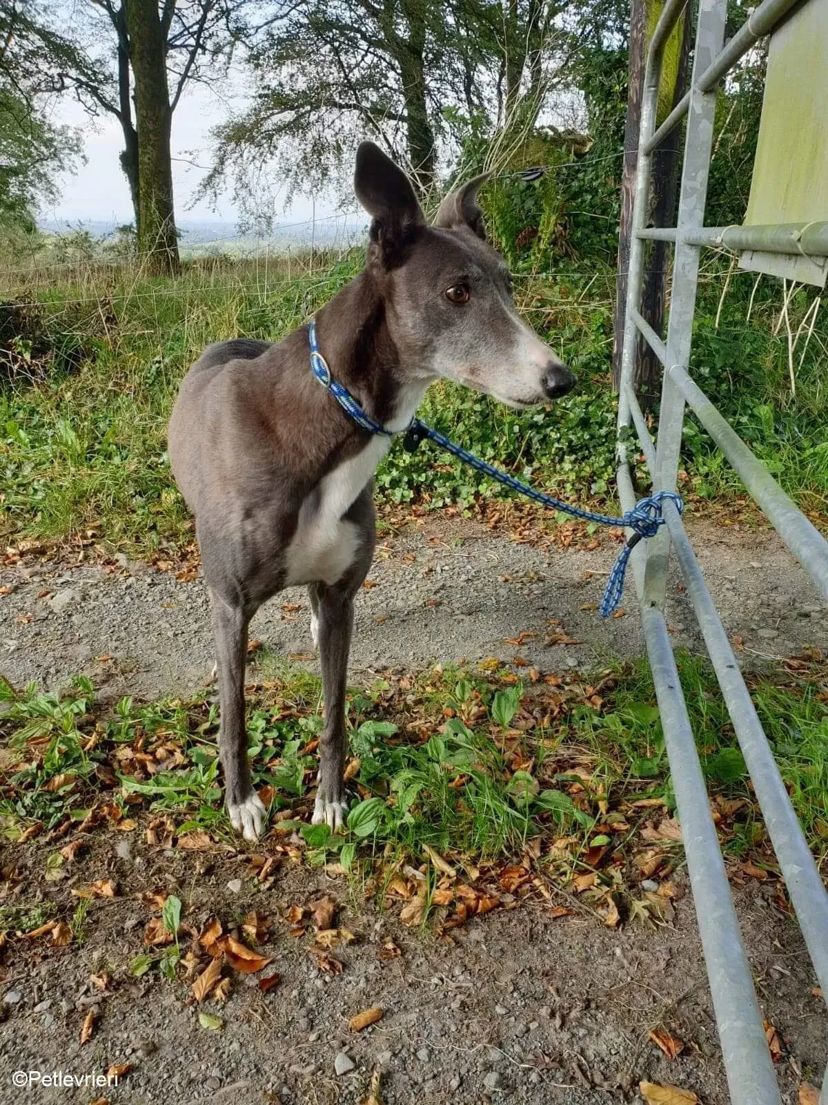 Paws adozione levrieri greyhound 9