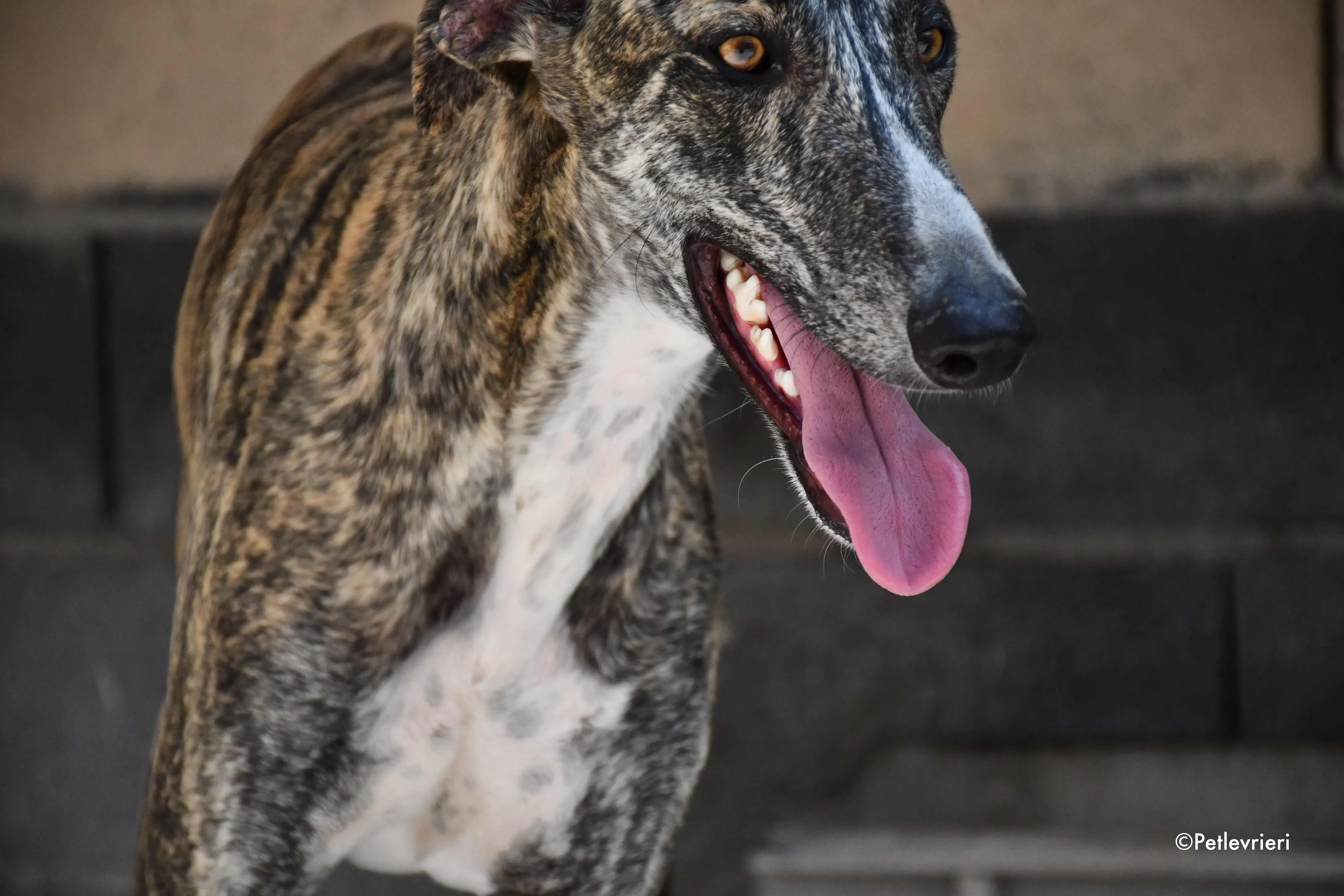 Pedro adozione levrieri galgo 1