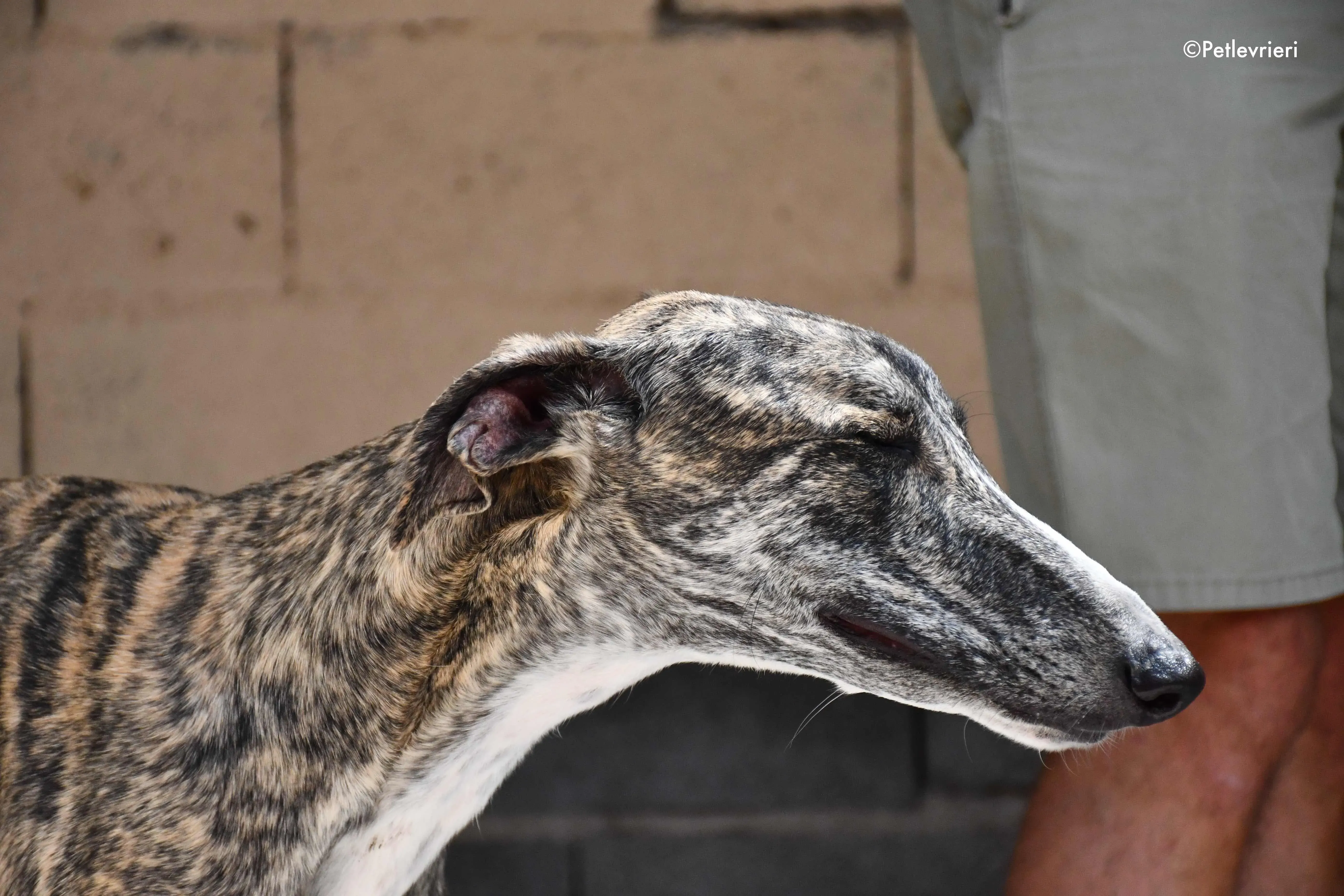 Pedro adozione levrieri galgo 2