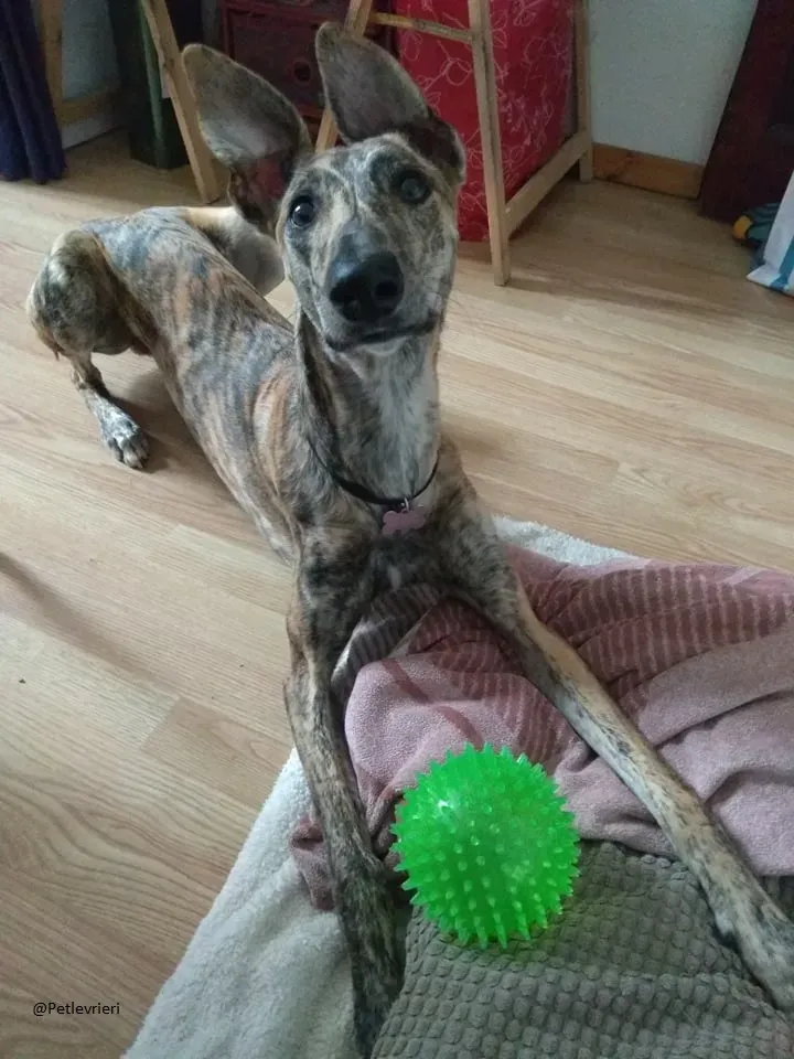 Pedro said.petlevrieri.adozione.levrieri foster 1