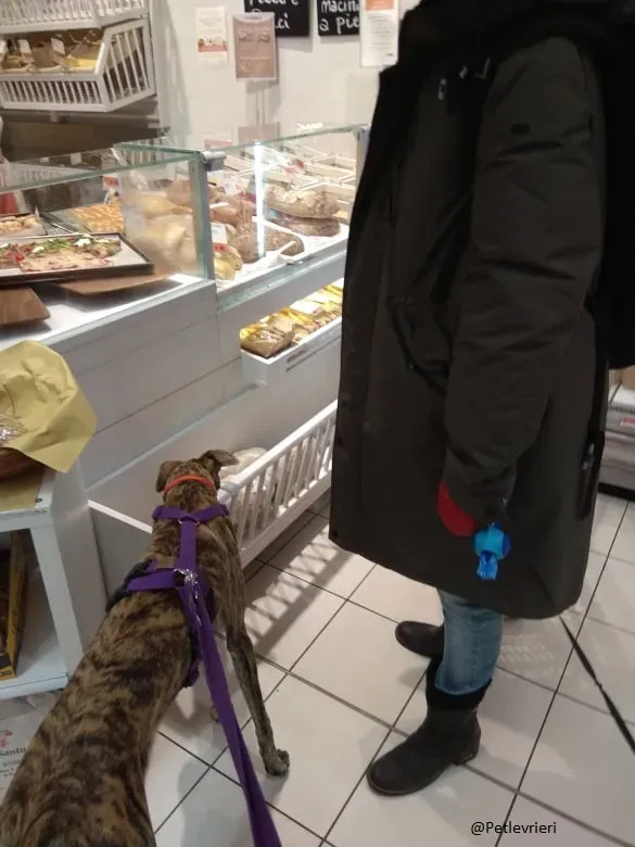 Pedro said.petlevrieri.adozione.levrieri foster 10