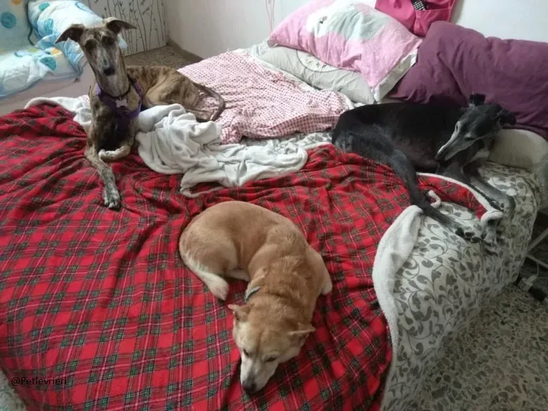 Pedro said.petlevrieri.adozione.levrieri foster 11