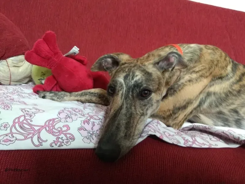 Pedro said.petlevrieri.adozione.levrieri foster 2