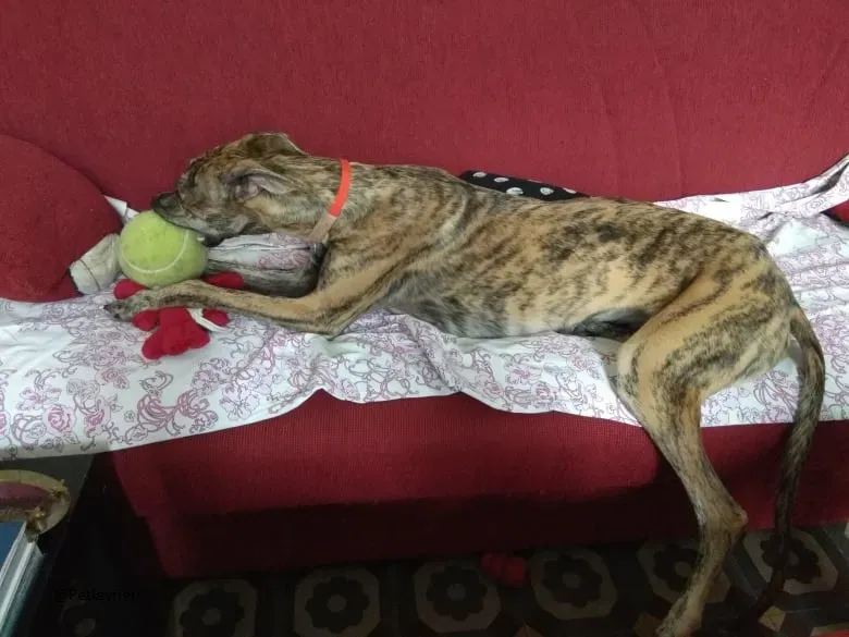 Pedro said.petlevrieri.adozione.levrieri foster 3