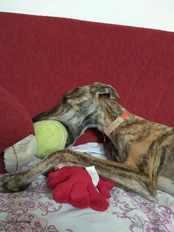 Pedro said.petlevrieri.adozione.levrieri foster 4