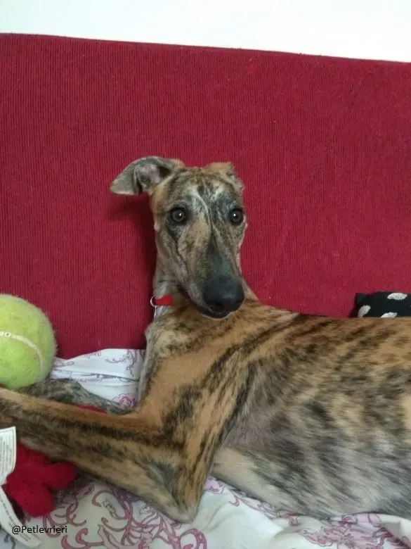 Pedro said.petlevrieri.adozione.levrieri foster 5