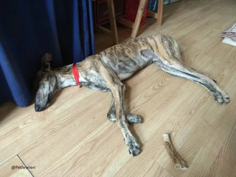 Pedro said.petlevrieri.adozione.levrieri foster 6