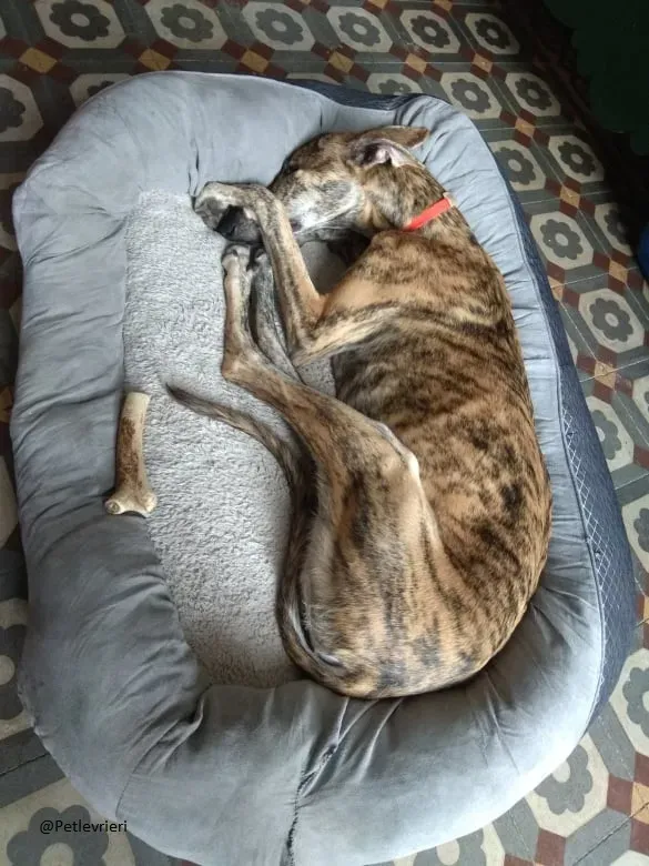 Pedro said.petlevrieri.adozione.levrieri foster 7
