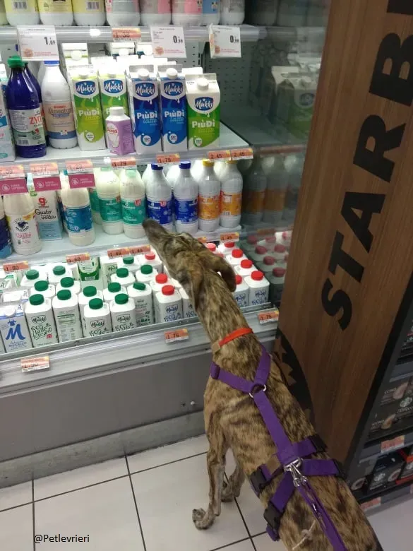 Pedro said.petlevrieri.adozione.levrieri foster 8