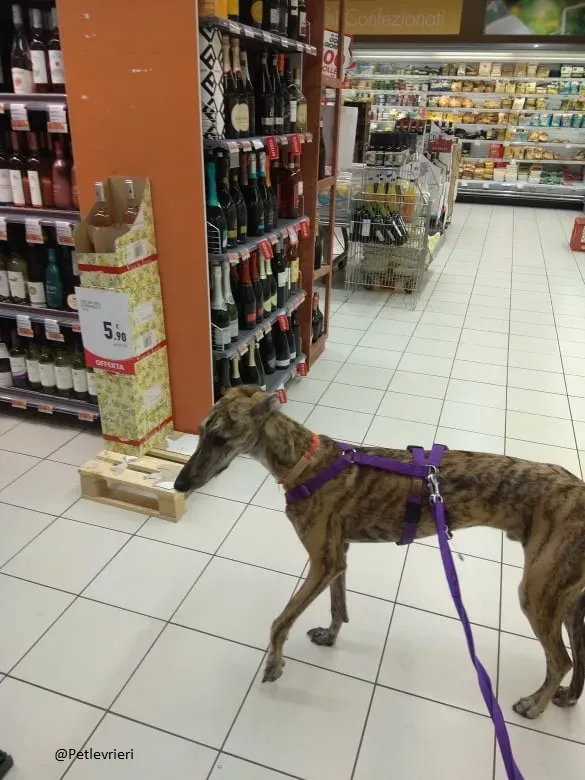 Pedro said.petlevrieri.adozione.levrieri foster 9