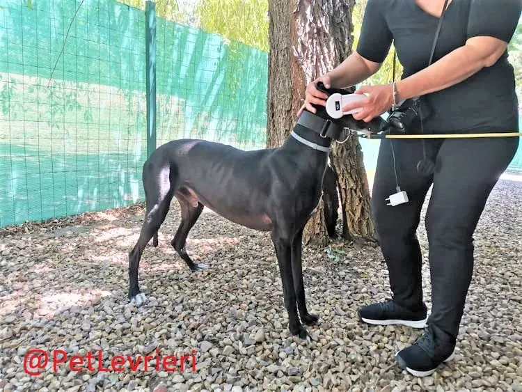 Pele adozione levrieri galgo 02 2