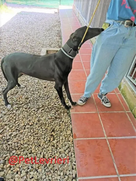 Pele adozione levrieri galgo 03 2