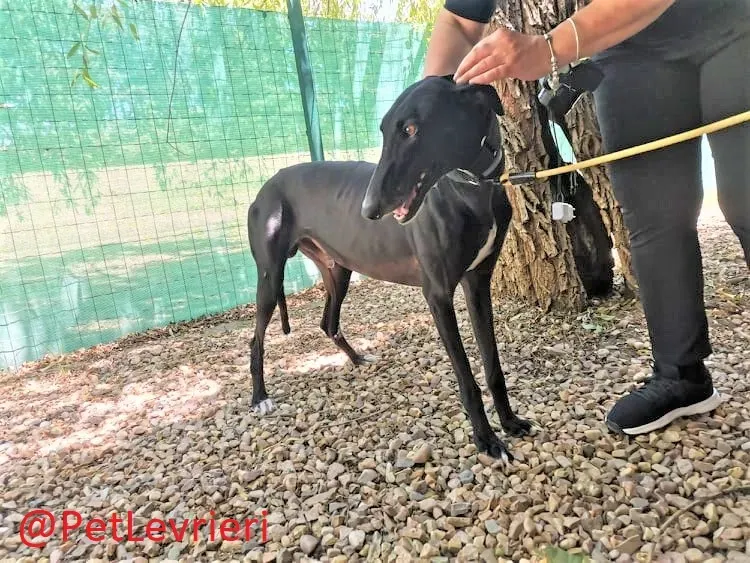 Pele adozione levrieri galgo 04 2