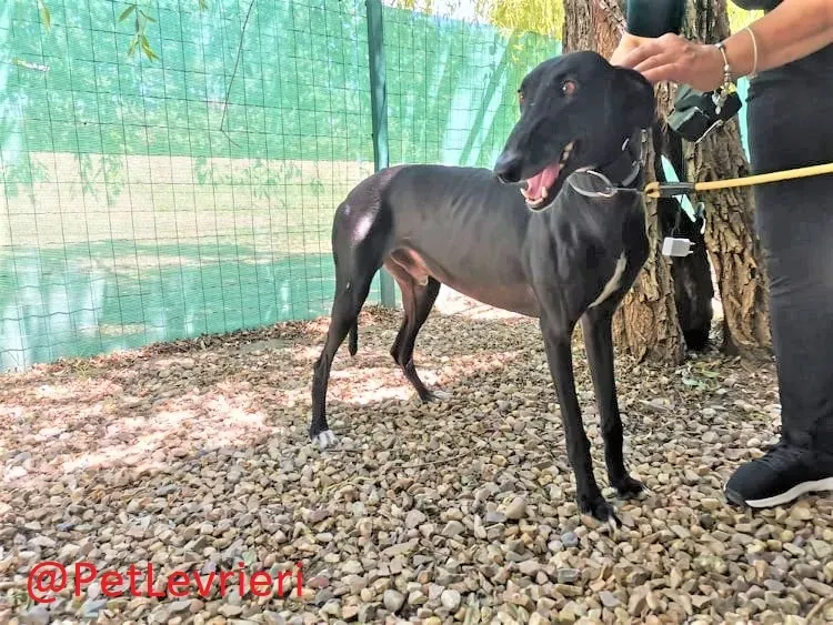 Pele adozione levrieri galgo 05 2