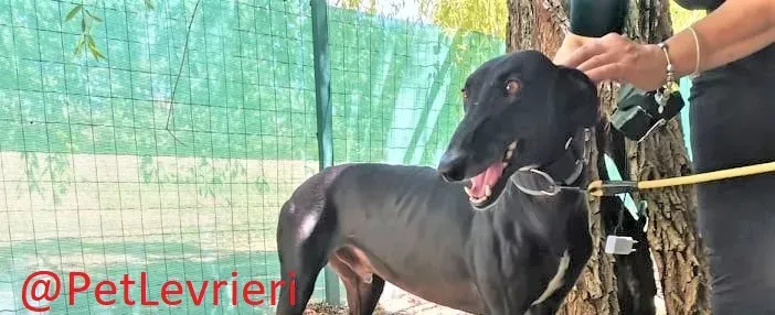 Pele adozione levrieri galgo 05 3
