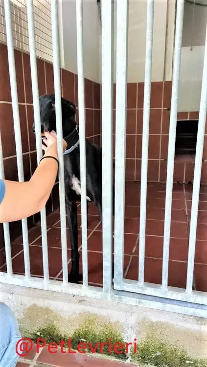 Pele adozione levrieri galgo 07 2