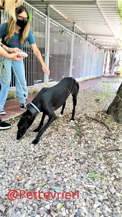 Pele adozione levrieri galgo 08 2