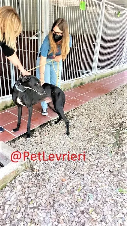 Pele adozione levrieri galgo 09 2